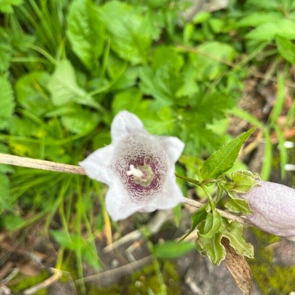 Campanula punctata Blüte