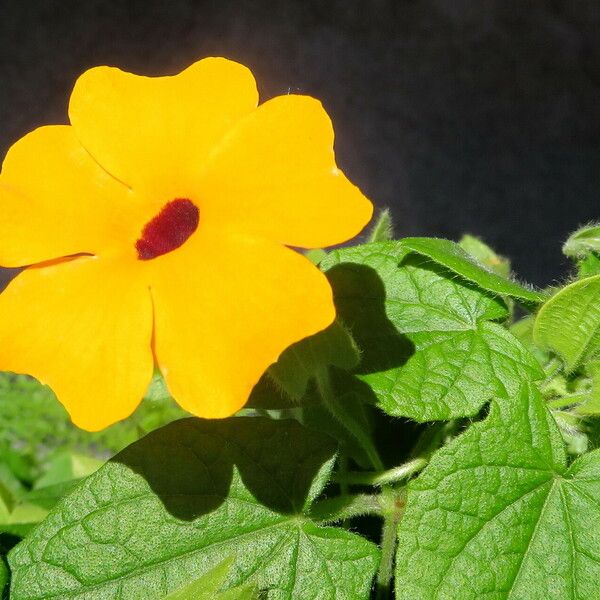 Thunbergia alata Кветка