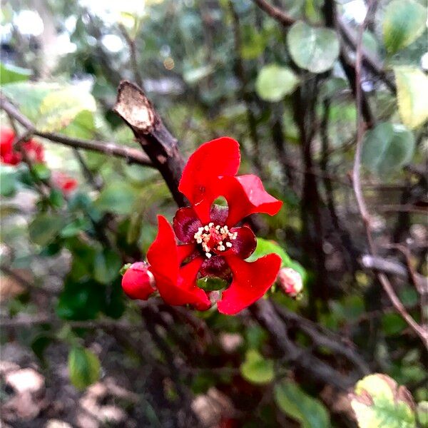 Chaenomeles × superba Flors