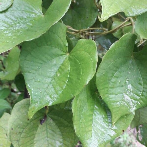 Dioscorea esculenta Frunză