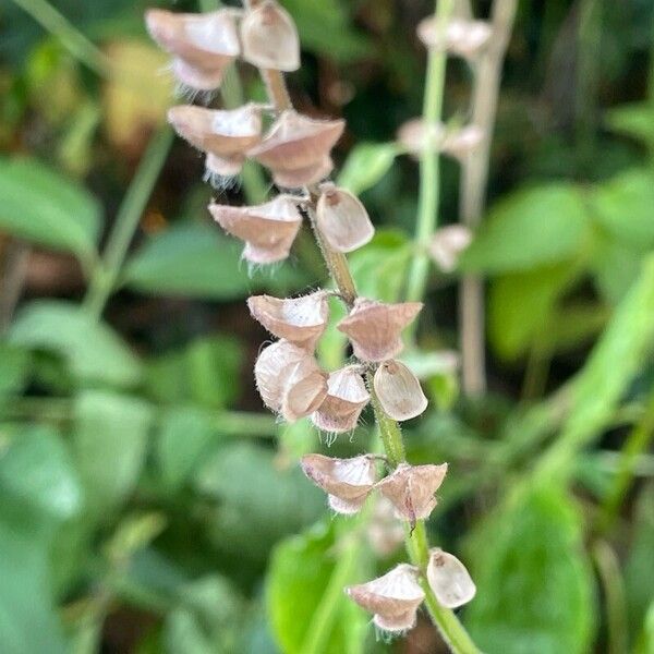 Scutellaria altissima Φρούτο