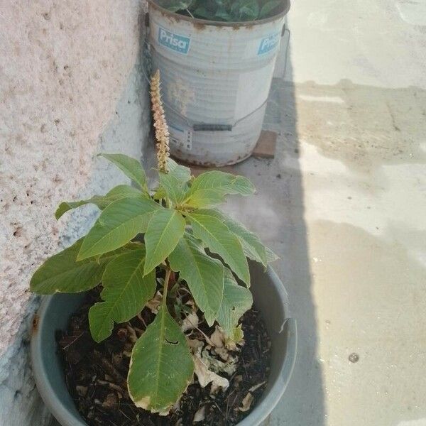 Amaranthus viridis Листок