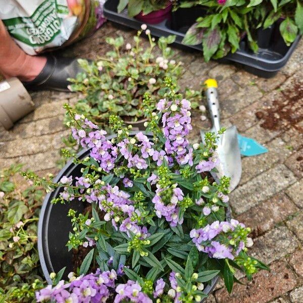 Angelonia angustifolia Flower