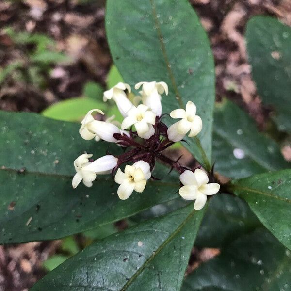 Amphirrhox longifolia Flower