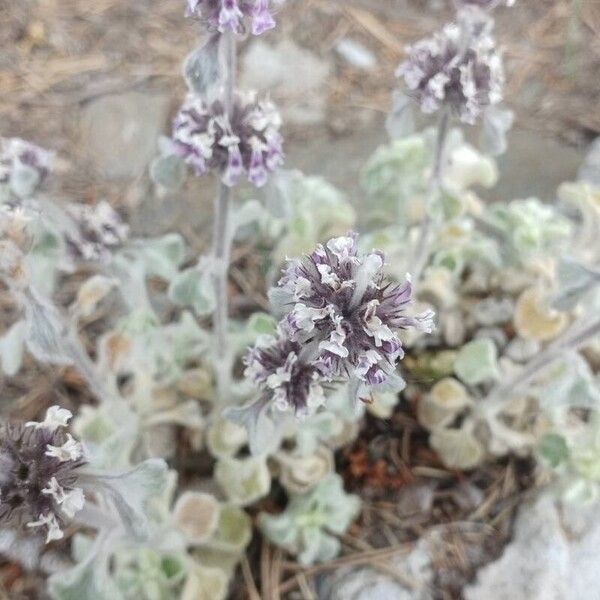 Marrubium supinum Flower