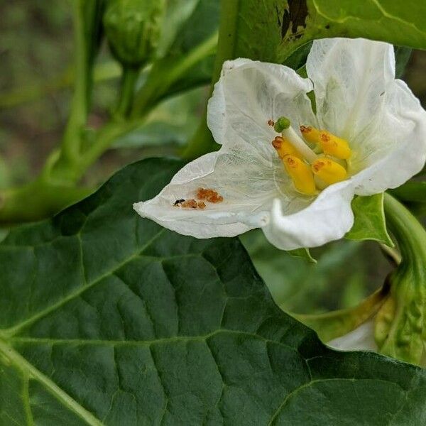 Solanum macrocarpon ফুল