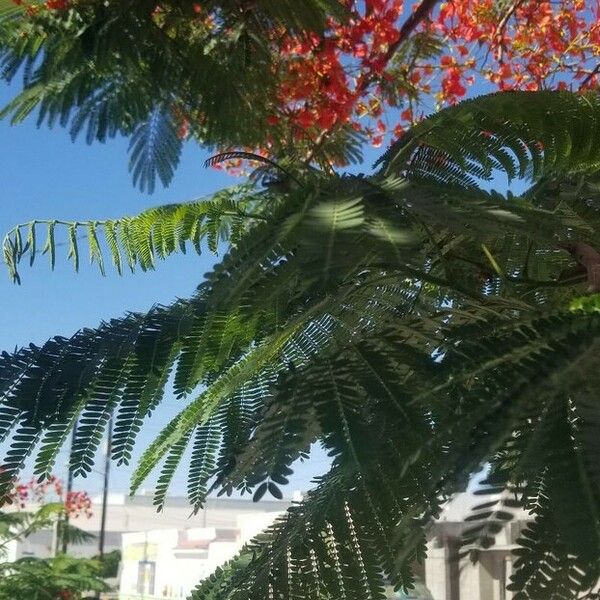 Delonix regia पत्ता