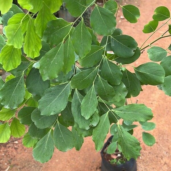 Dalbergia latifolia Lehti