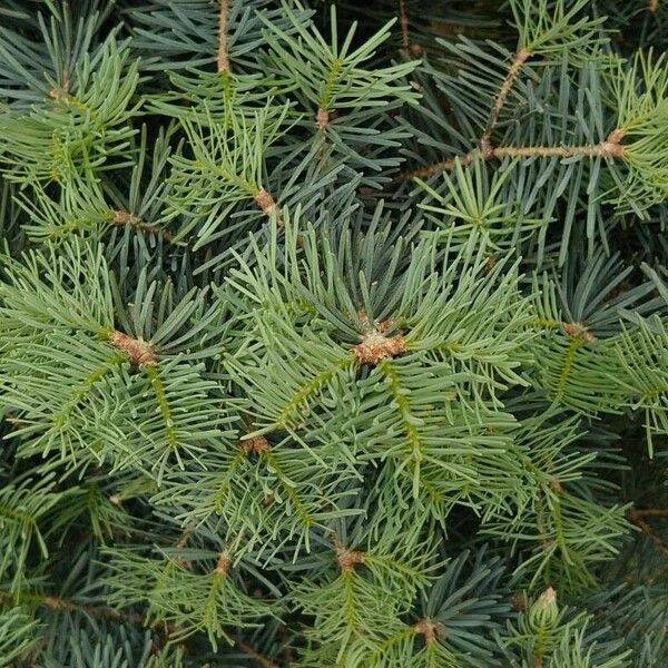 Abies concolor Листок