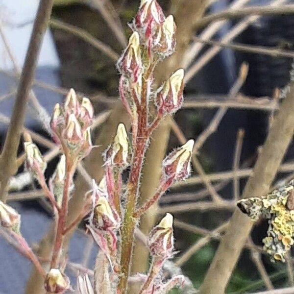 Amelanchier × lamarckii 花