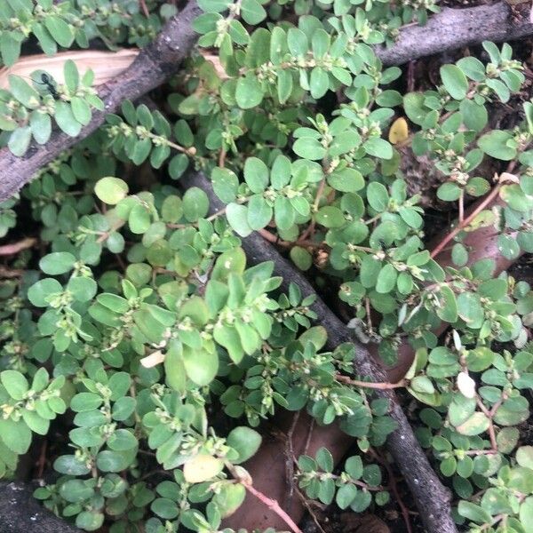 Euphorbia prostrata Blatt