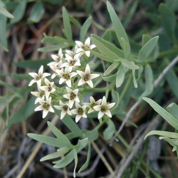 Comandra umbellata Flower