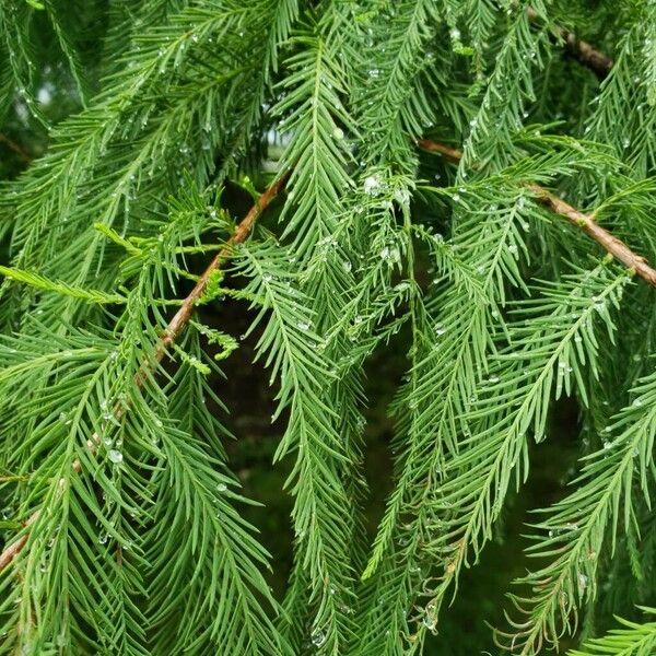 Taxodium distichum Leaf