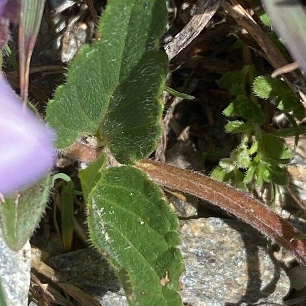 Scutellaria alpina Leaf
