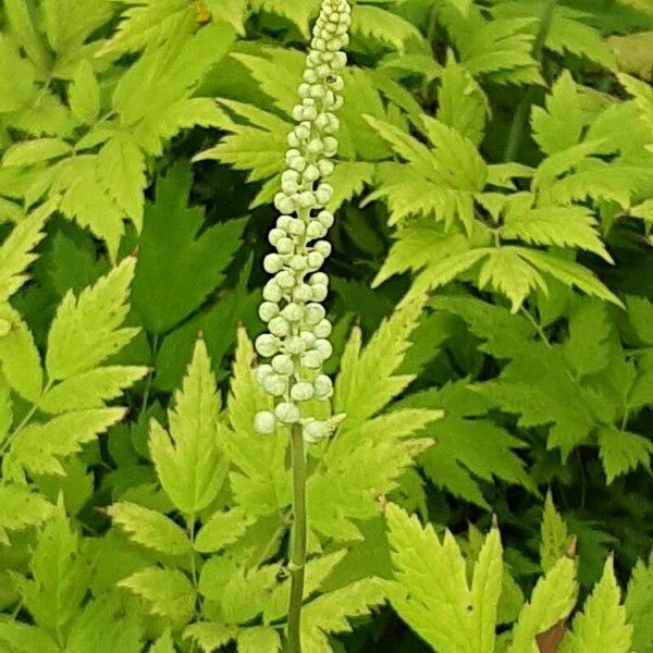 Actaea racemosa Цвят