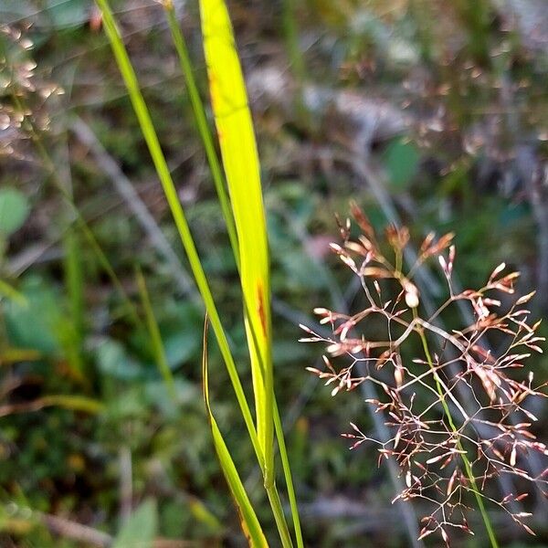 Agrostis gigantea Φύλλο