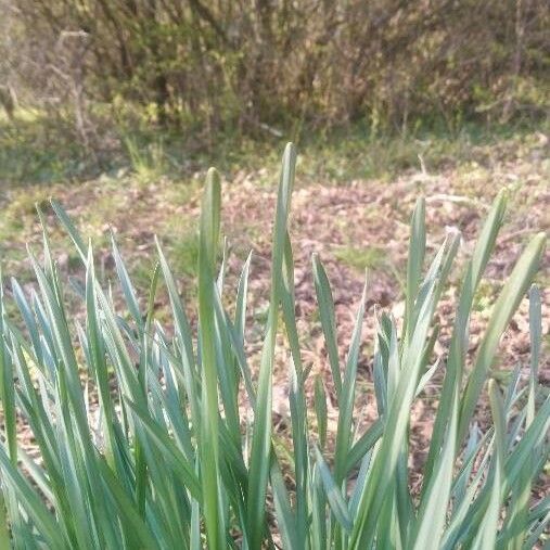 Allium ascalonicum Leaf