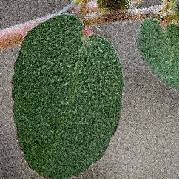 Euphorbia prostrata Blad