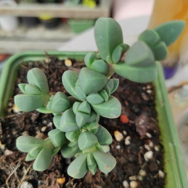 Gibbaeum petrense 葉