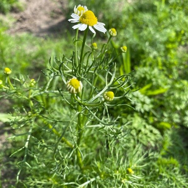 Tripleurospermum inodorum Květ