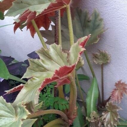 Begonia heracleifolia 葉