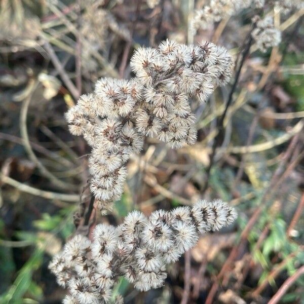 Solidago gigantea 果實