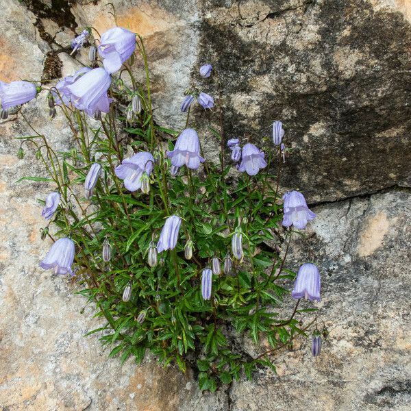 Campanula cochleariifolia 花