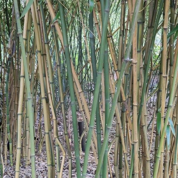 Phyllostachys aureosulcata Habitus