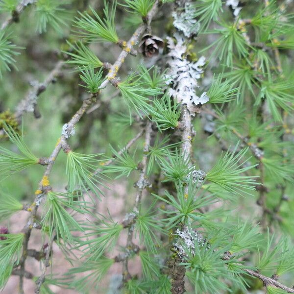 Larix laricina List