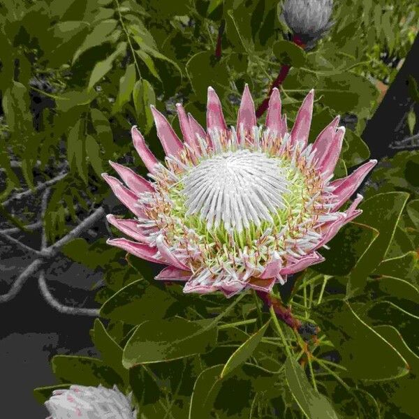 Protea cynaroides फूल