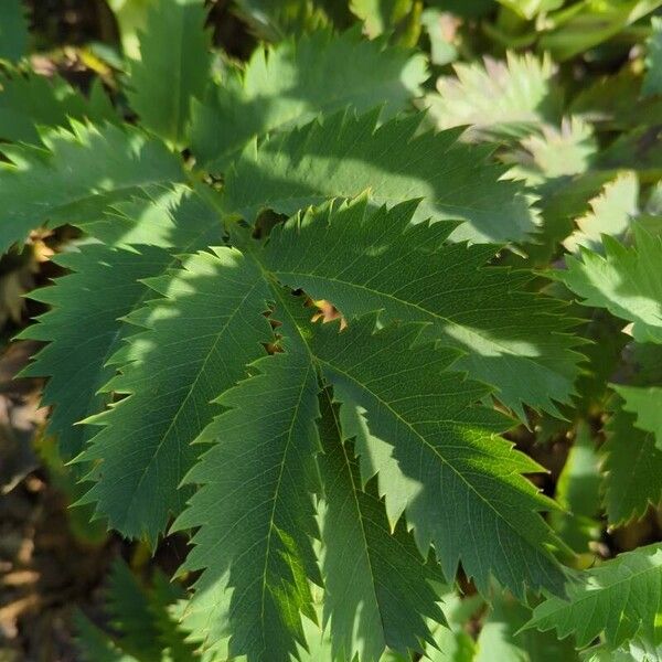 Melianthus major Листок