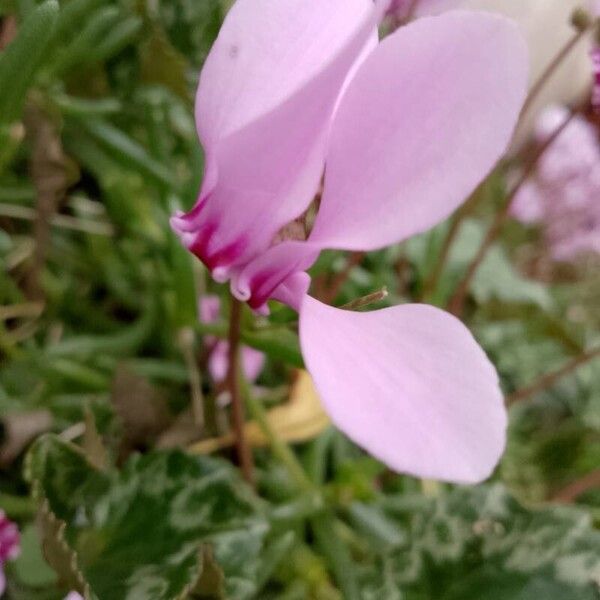 Cyclamen hederifolium Fleur