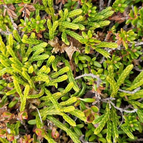 Lycopodium alpinum পাতা