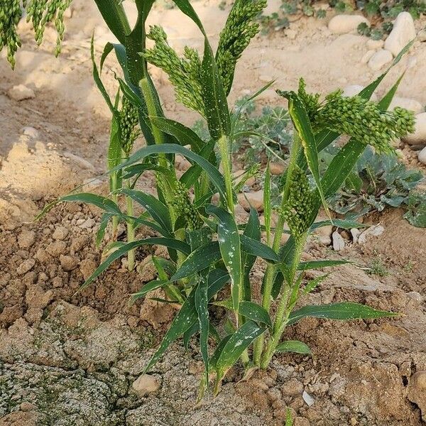 Panicum miliaceum Muu