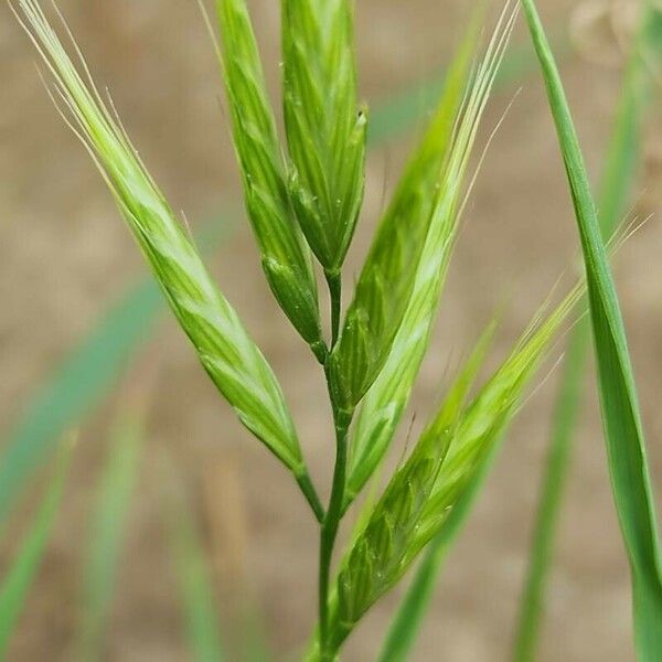 Bromus racemosus Кветка