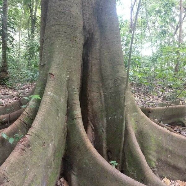 Ficus insipida Corteza