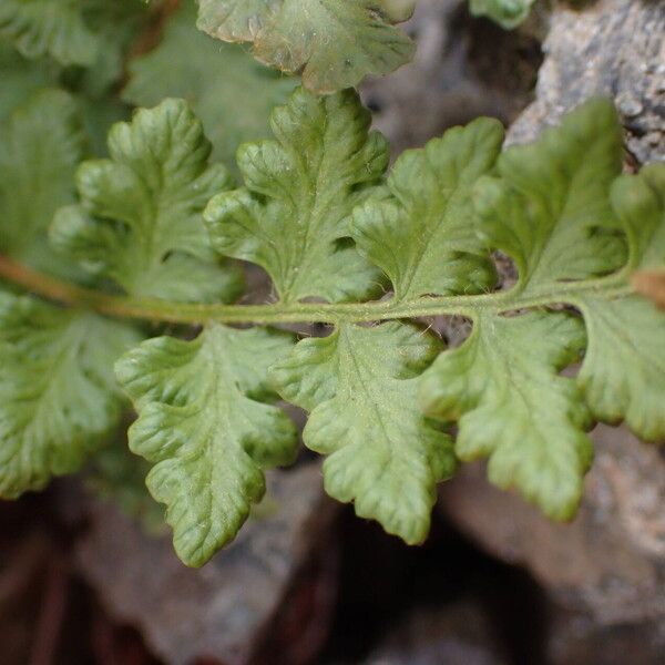 Woodsia alpina 叶