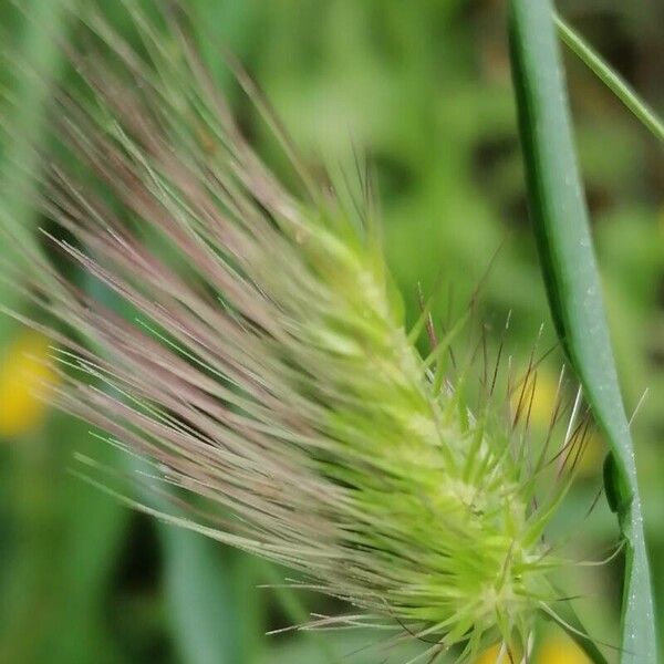 Cynosurus echinatus Frukt