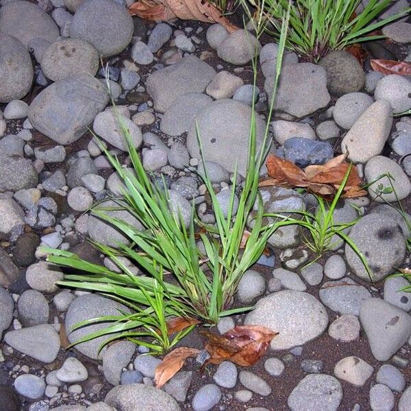 Digitaria violascens Habitat