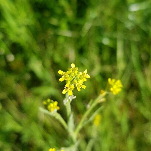 Sisymbrium officinale Fiore