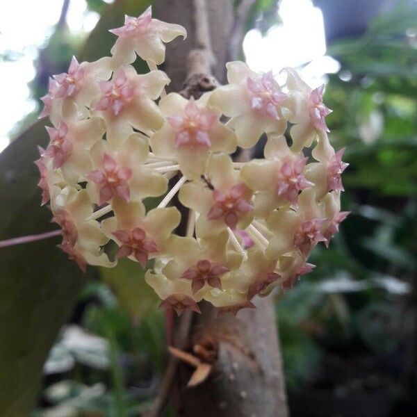 Hoya carnosa Blodyn