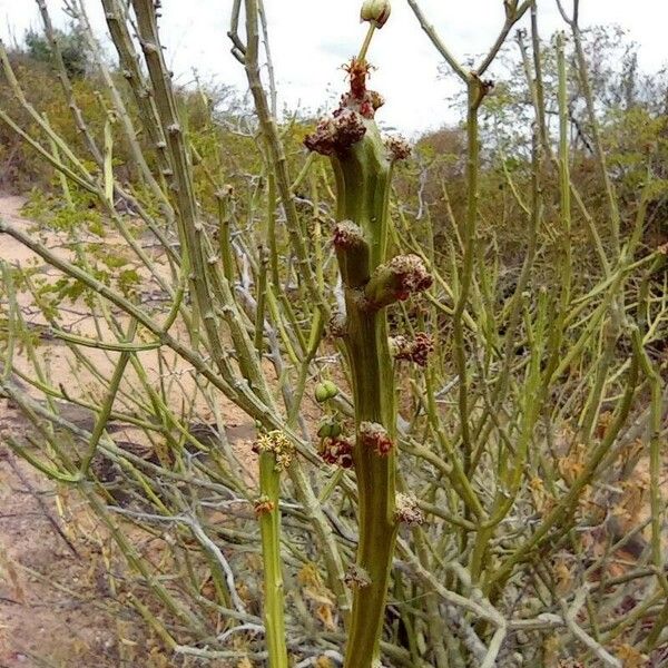 Euphorbia antisyphilitica برگ