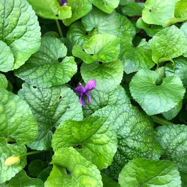 Viola odorata برگ