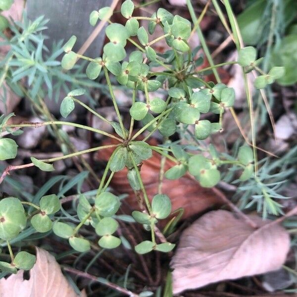 Euphorbia seguieriana 花