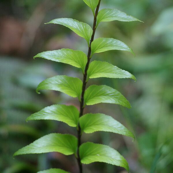 Asplenium nitens অন্যান্য