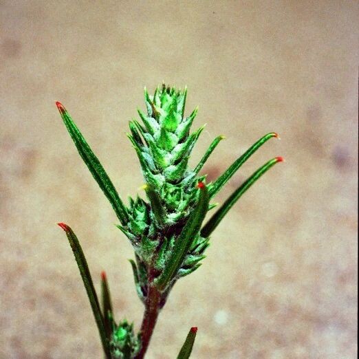 Corispermum pallasii 其他