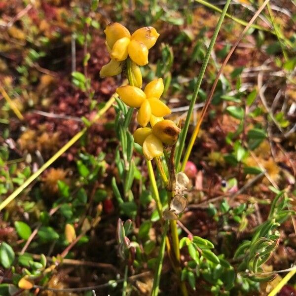 Scheuchzeria palustris Fruit