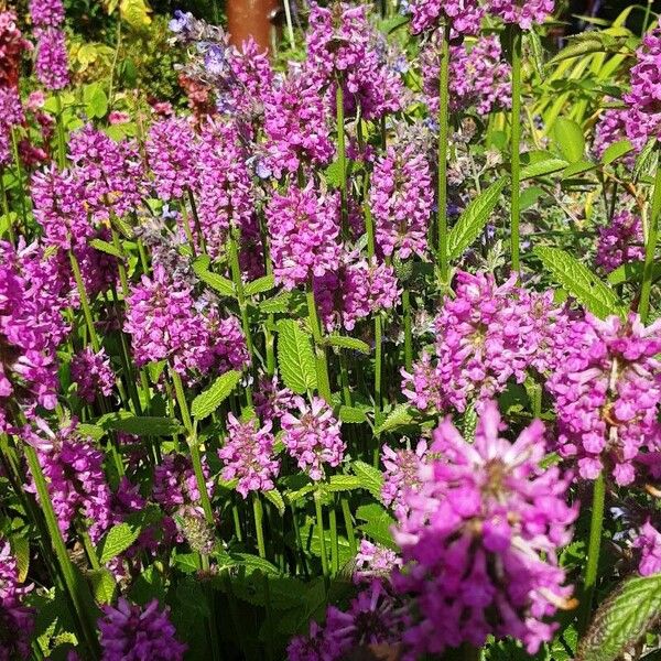 Stachys officinalis Habitus