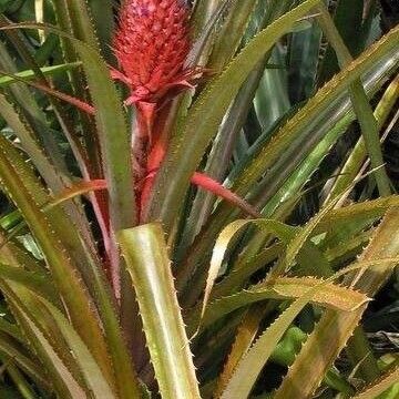 Ananas comosus Blüte