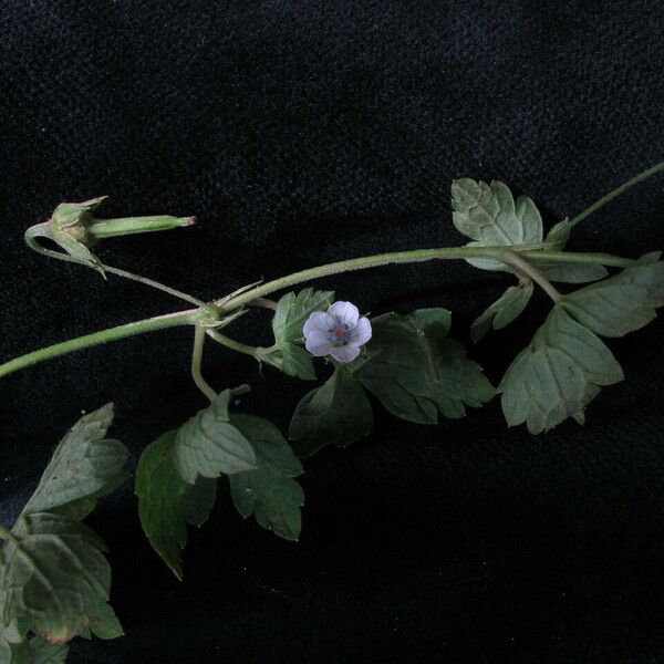 Geranium nepalense Habit